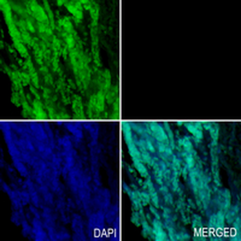 NUP50 Rabbit Monoclonal Antibody