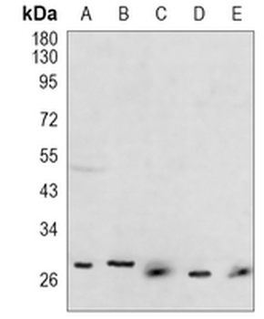 HIF PHD3 Rabbit Monoclonal Antibody