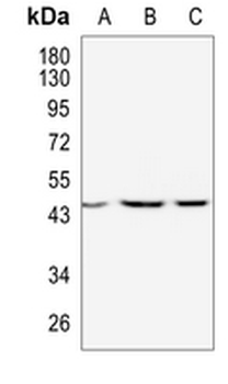 WNT2B Rabbit Monoclonal Antibody