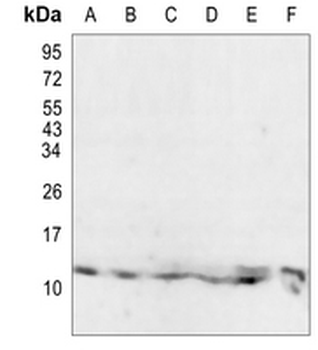 PCBD1 Rabbit Monoclonal Antibody