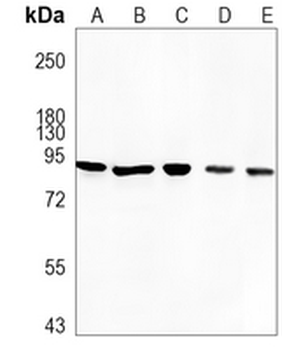 STAT3 Rabbit Monoclonal Antibody