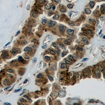 STAT3 Rabbit Monoclonal Antibody