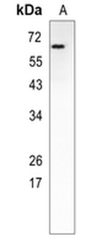 CRMP1 Rabbit Monoclonal Antibody