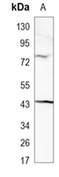 Homer Rabbit Monoclonal Antibody