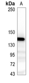 Cadherin-pan Rabbit Monoclonal Antibody