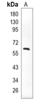Paxillin Rabbit Monoclonal Antibody