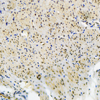 Exportin 5 Rabbit Monoclonal Antibody