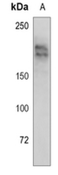 G9A Rabbit Monoclonal Antibody