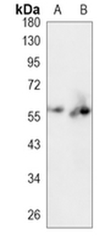 IRF3 Rabbit Monoclonal Antibody