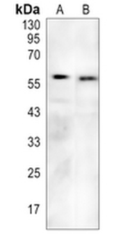 ACVR1 Rabbit Monoclonal Antibody