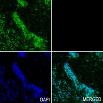 RPL10A Rabbit Monoclonal Antibody
