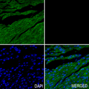 Annexin A4 Rabbit Monoclonal Antibody