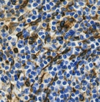 STING Rabbit Monoclonal Antibody