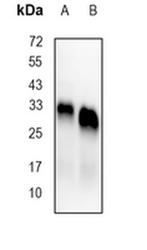 HLA-DPB1 Rabbit Monoclonal Antibody