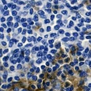 CD33 Rabbit Monoclonal Antibody