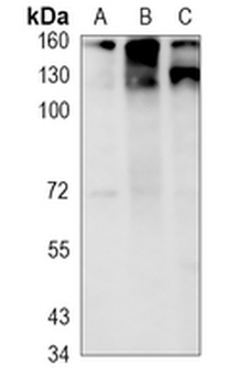 MSH6 Rabbit Monoclonal Antibody