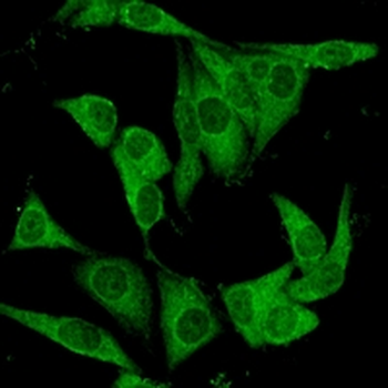 Goat Anti-Rabbit IgG (H&L) Antibody (AcalephFluor488)
