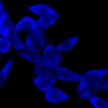 Goat Anti-Rabbit IgG (H&L) Antibody (AcalephFluor405)