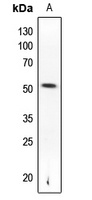 PTEN (Phospho-S370) Rabbit Polyclonal Antibody