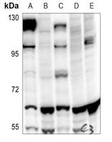 Paxillin Rabbit Polyclonal Antibody