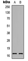 RAMP1 Antibody