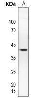 hnRNP G Rabbit Polyclonal Antibody