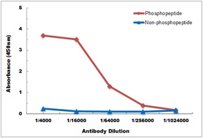 NF-kappaB p65 (Phospho-T435) Antibody