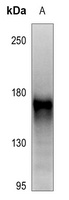 RET (Phospho-Y1062) Rabbit Polyclonal Antibody
