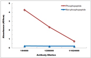 RET (Phospho-Y1062) Rabbit Polyclonal Antibody