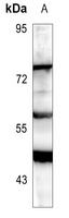 RIPK3 Antibody