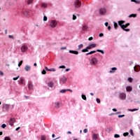 RPL39 Rabbit Polyclonal Antibody