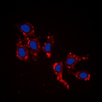 RPL39 Rabbit Polyclonal Antibody