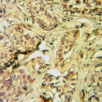 CD62L Rabbit Polyclonal Antibody