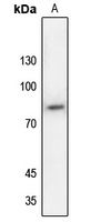 SP1 (Phospho-T453) Rabbit Polyclonal Antibody