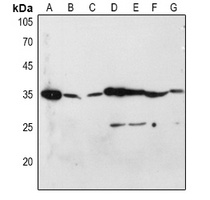 CD253 Antibody