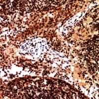 CD253 Antibody