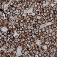 CD254 Antibody