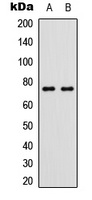 p63 (Phospho-S455) Rabbit Polyclonal Antibody