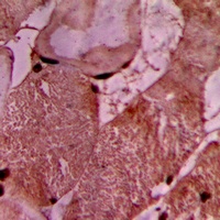 Vinculin Rabbit Polyclonal Antibody