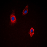 Vinculin Rabbit Polyclonal Antibody