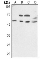 VIPR1 Antibody
