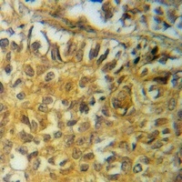 PRAS40 (Phospho-T246) Rabbit Polyclonal Antibody