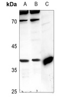PRAS40 Rabbit Polyclonal Antibody
