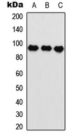 HIF1 beta Rabbit Polyclonal Antibody