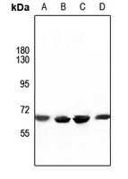 ATG16L1 Rabbit Polyclonal Antibody