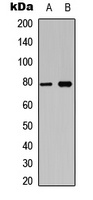 BCL6 (Phospho-S333) Rabbit Polyclonal Antibody