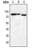 BMX (Phospho-Y566) Rabbit Polyclonal Antibody