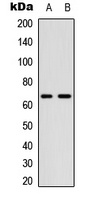 CDC25B (Phospho-S323) Rabbit Polyclonal Antibody