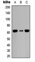 CDC6 (Phospho-S54) Rabbit Polyclonal Antibody