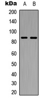 Cadherin 7 Rabbit Polyclonal Antibody